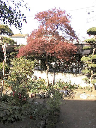 Japanese maple in the spring