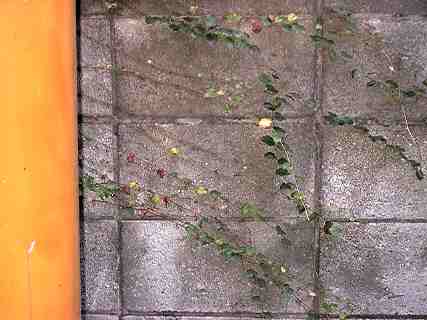 vines