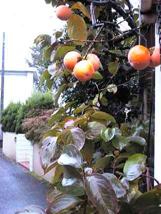 persimmons