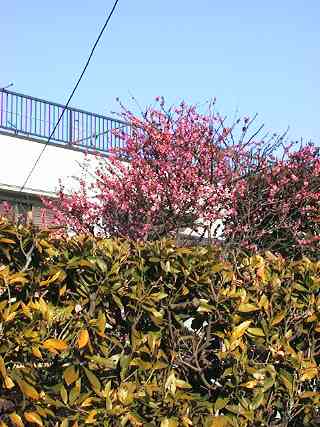 purple plum