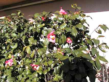 camellia blossoms