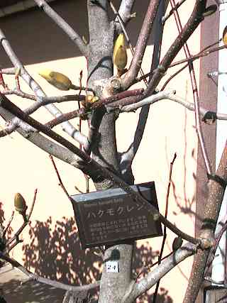 popcorn magnolia