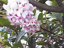 gardenia blossoms