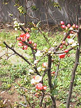 Another kind of cherry tree