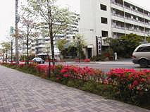 Azeleas along the street