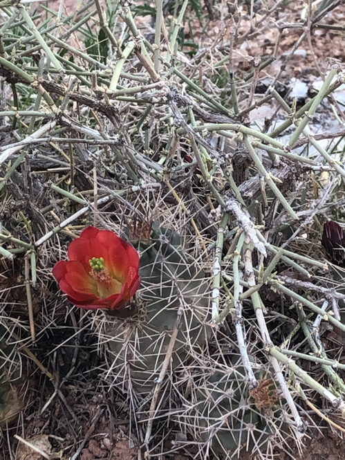 Cactus 2