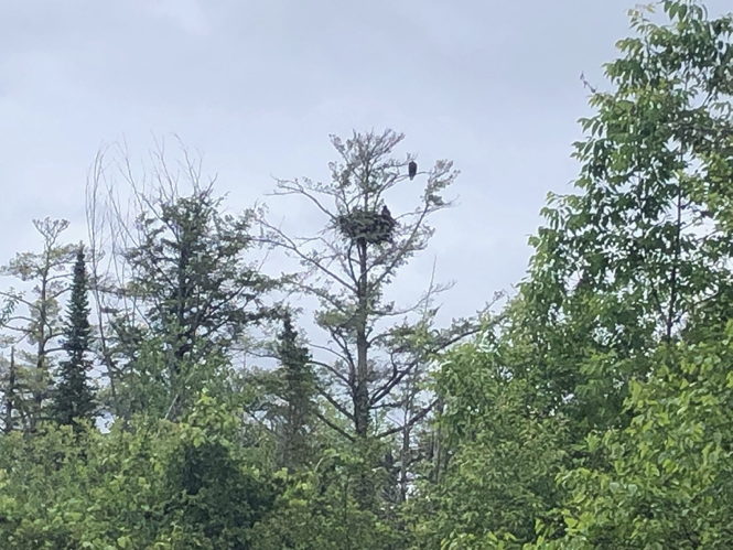 Eagle nest