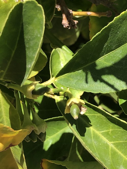 Lemons