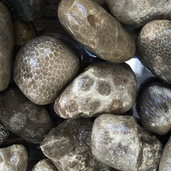 coral fossils