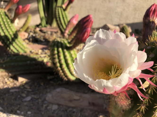 cactus in bloom