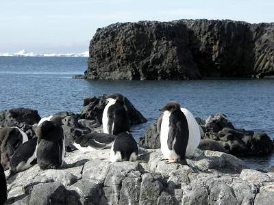 Adelie chicks