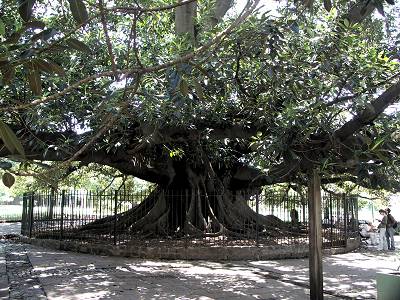 rubber plant tree in Recoleta