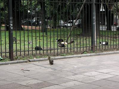 cats