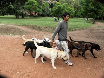 dogs