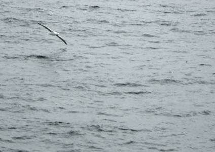 wandering albatross