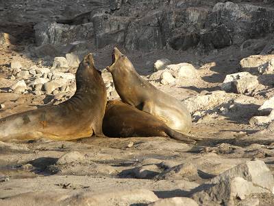 elephant seals