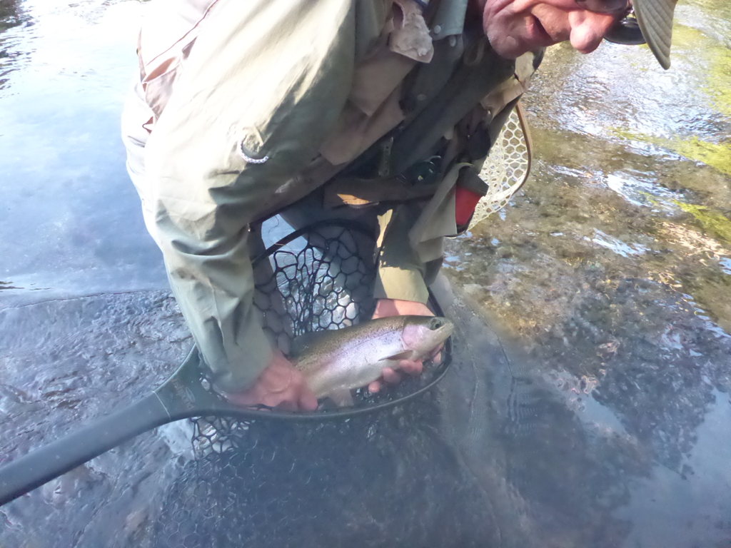20250330Steelhead