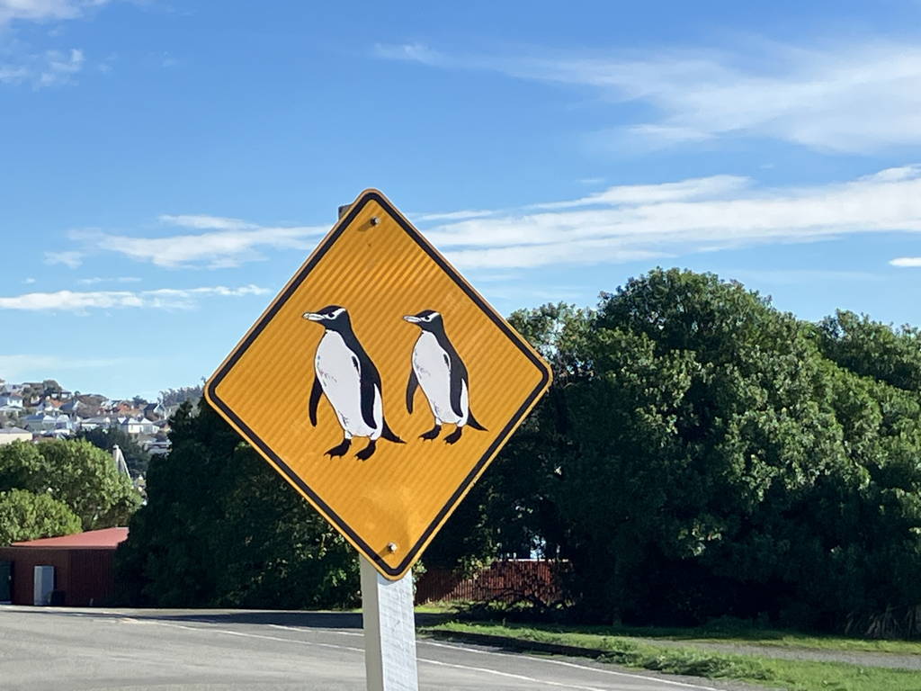20250419PenguinXing