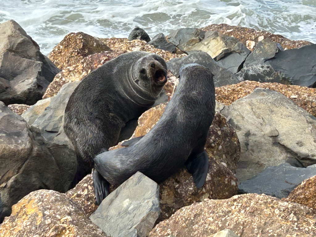 20250419Seals
