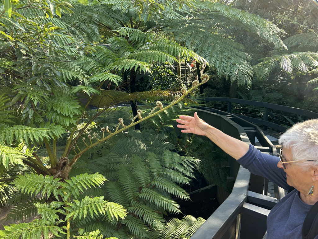 20250425FernFrond