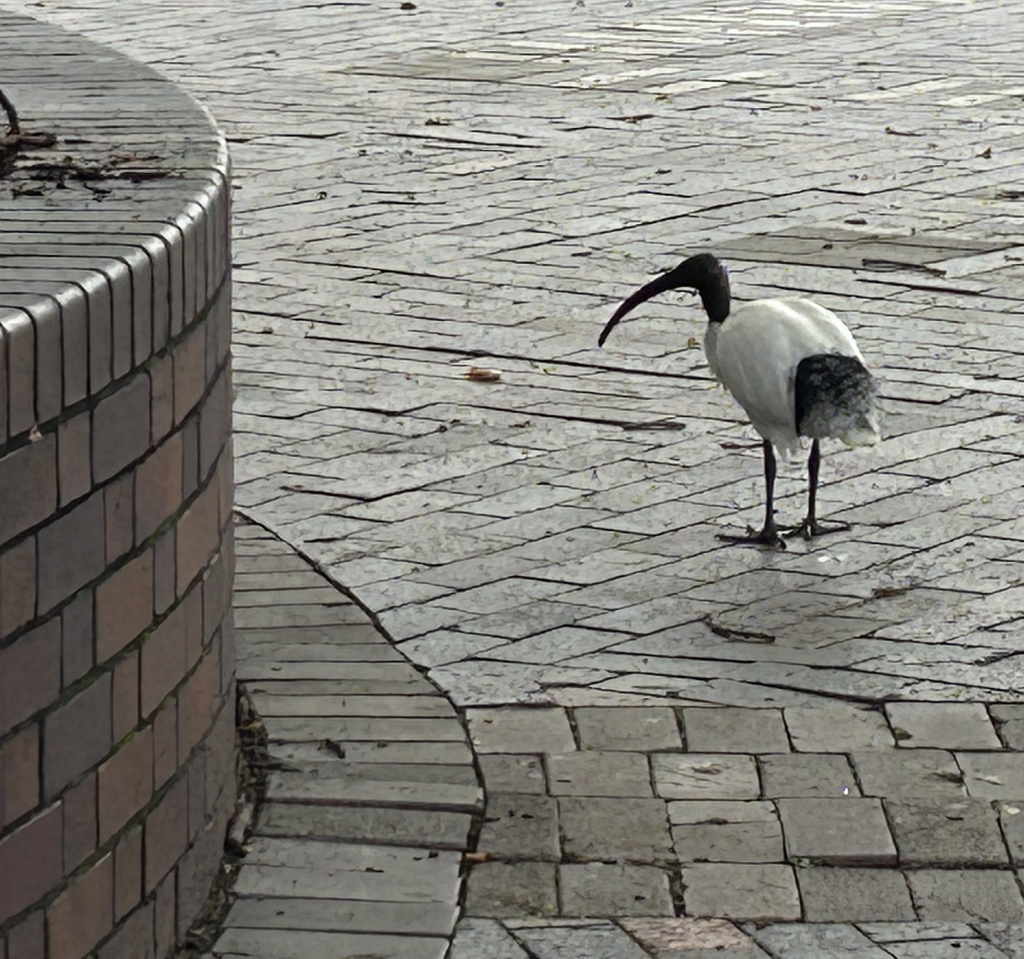 20250425WhiteIbis